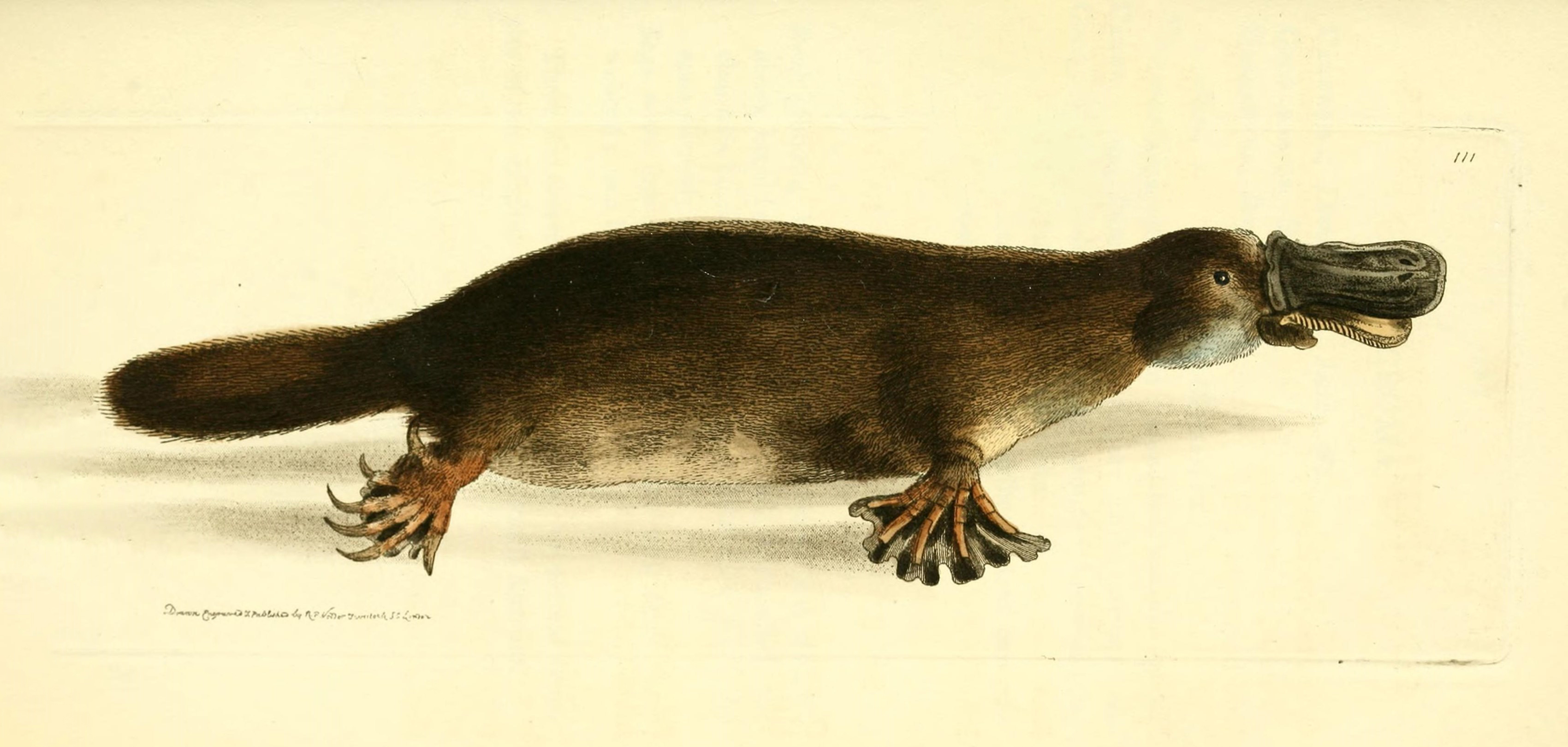 103: The Puzzling Platypus with Frank Grützner