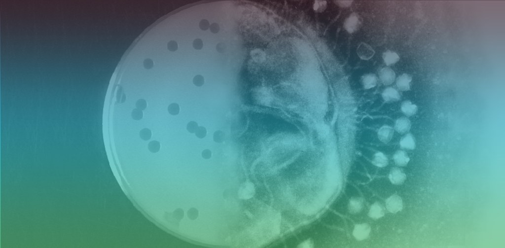 107: Bacteriophages with Ben Chan