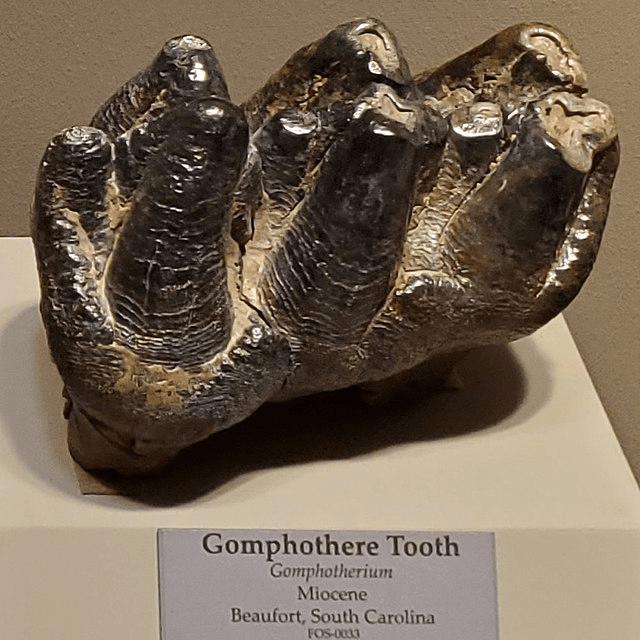 Tooth from a Gomphothere of the genus Gomphotherium at the Tellus Science Museum near Cartersville, Georgia