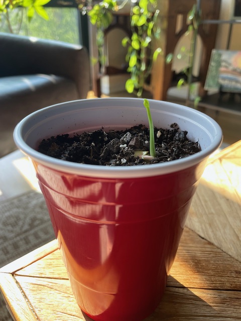 Ms. Linehan's Kentucky Coffee Tree sapling in a red solo cup